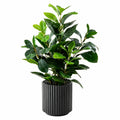 Plante Artificielle avec Pot Hauteur 75 cm Feuillage Vert Foncé