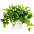 Plante Artificielle avec Pot Céramique Blanc 45 cm