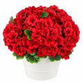 Faux géranium rouge en pot blanc